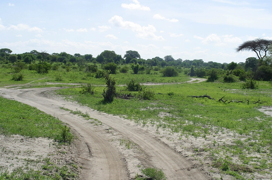 Feldweg über eine Wiese mit Bäume im Hintergrund die eine Kurve macht